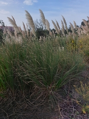 Cortaderia selloana