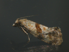 Cochylidia heydeniana
