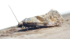 Cochylidia heydeniana