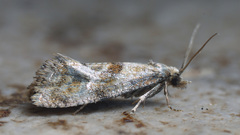 Cochylidia heydeniana
