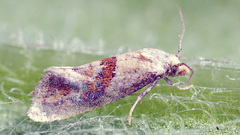 Cochylidia heydeniana