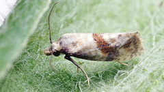 Cochylidia heydeniana