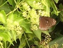 Euploea