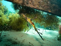 Phyllopteryx taeniolatus