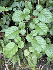 Rubus wallichianus