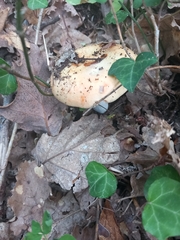 Lactarius scrobiculatus