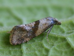 Cochylidia implicitana