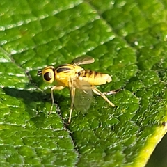 Thaumatomyia glabra