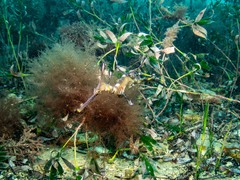 Phyllopteryx taeniolatus