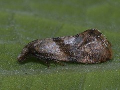 Cochylidia implicitana