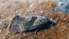 Cochylidia implicitana