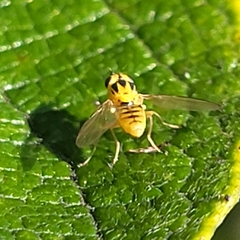 Thaumatomyia glabra