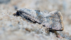 Cochylidia implicitana