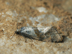Cochylidia implicitana