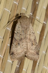 Agrochola laevis