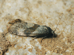Cochylidia implicitana