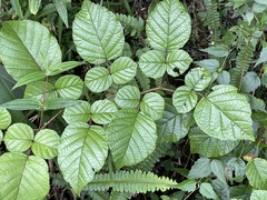 Rubus wallichianus