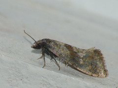 Cochylidia implicitana