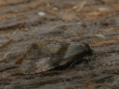 Cochylidia implicitana