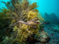 Phyllopteryx taeniolatus