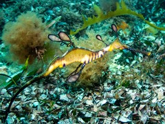 Phyllopteryx taeniolatus