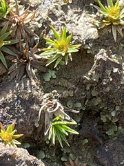 Polytrichum piliferum