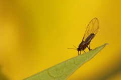 Psyllidae