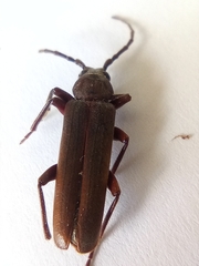 Arhopalus rusticus