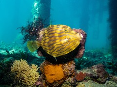 Eubalichthys mosaicus