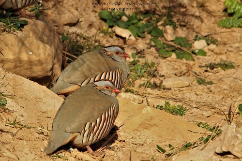 Barbary Partridge