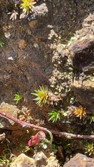 Polytrichum piliferum