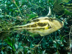 Meuschenia freycineti