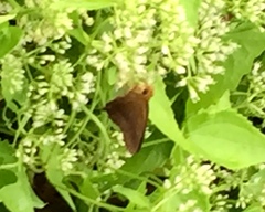 Hasora mixta