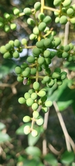 Ligustrum lucidum