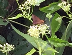 Hasora mixta