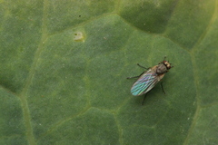 Liriomyza