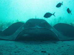 Bathytoshia brevicaudata