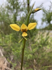 Diuris aurea