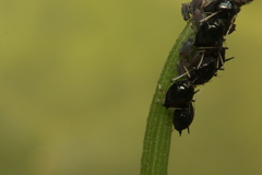 Aphis craccivora
