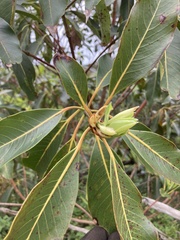 Lophostemon confertus