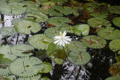 Nymphaea