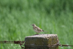 Anthus australis