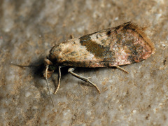 Cochylidia subroseana