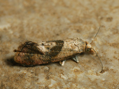 Cochylidia subroseana