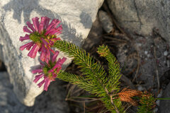 Erica abietina
