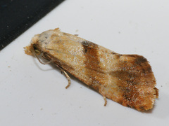 Cochylidia subroseana