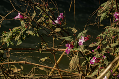 Impatiens glandulifera