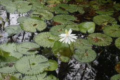 Nymphaea