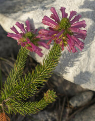 Erica abietina