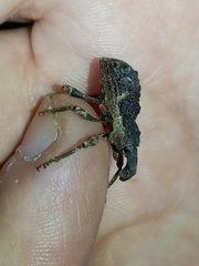 Anagotus rugosus
